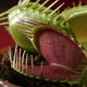 Image for article titled Can a venus flytrap digest human flesh?